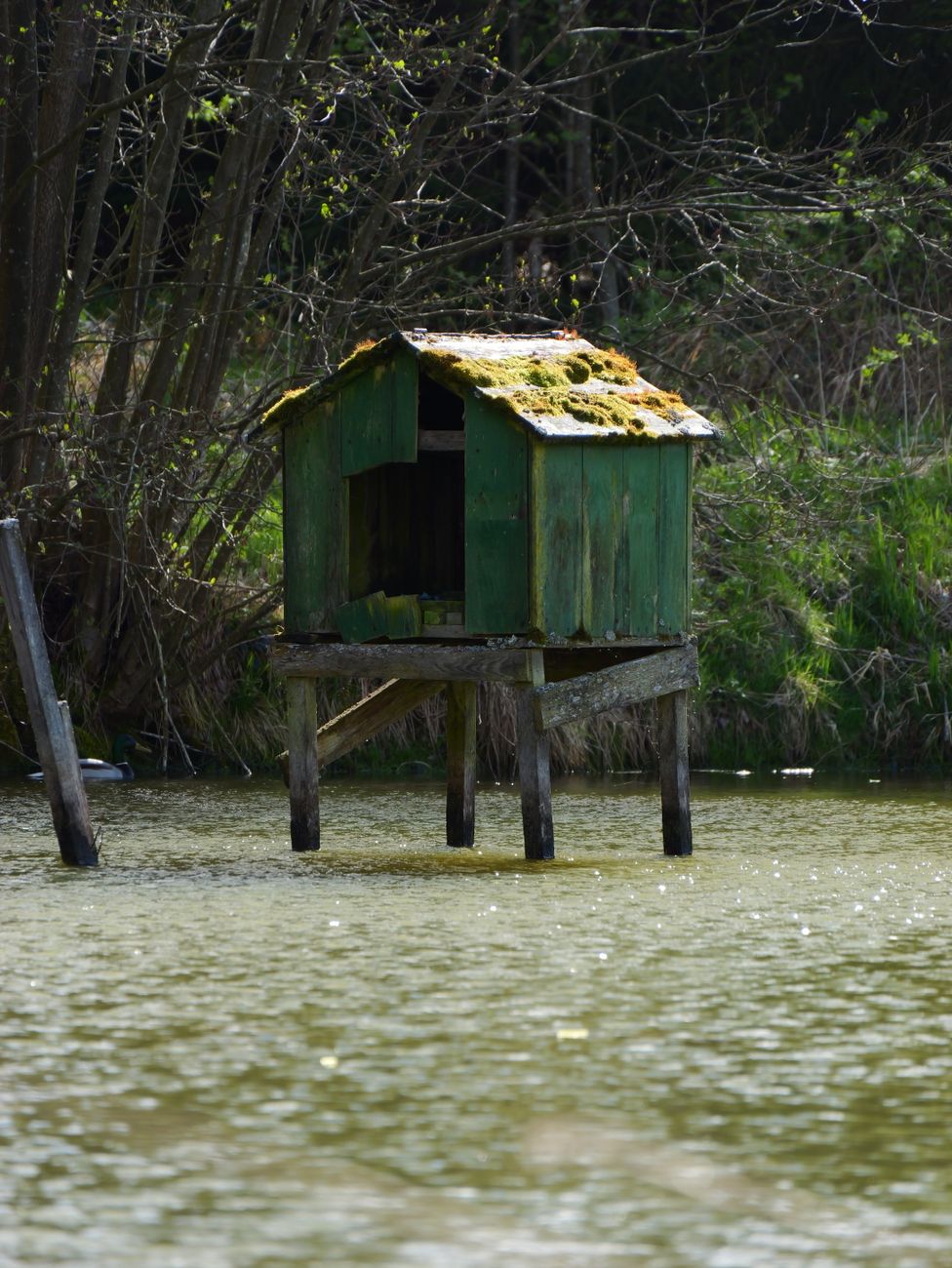rustic green hut on stilts by woodland pond