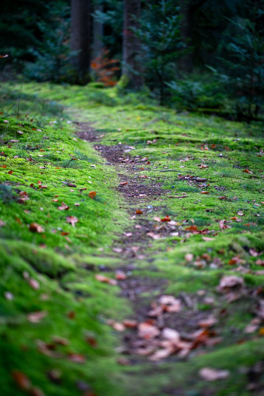 lush forest pathway with mossy greenery