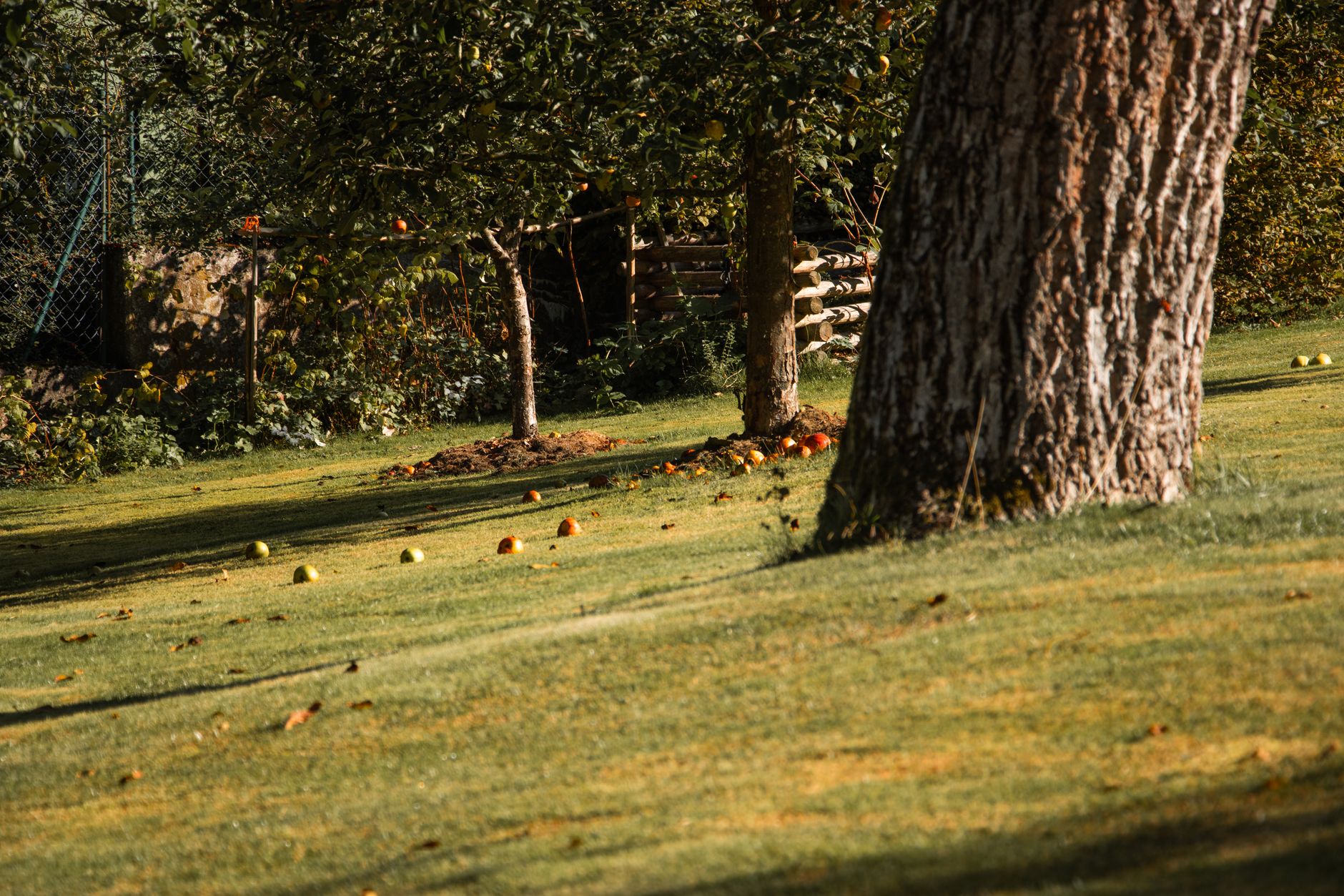 apple orchard with fallen fruit in autumn