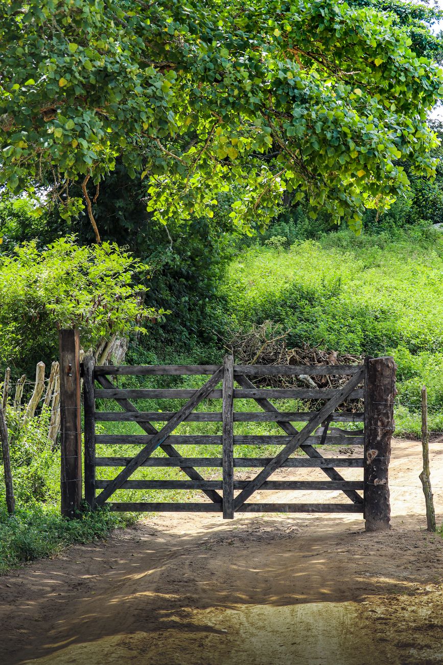 wooden gate near green tree and green plants