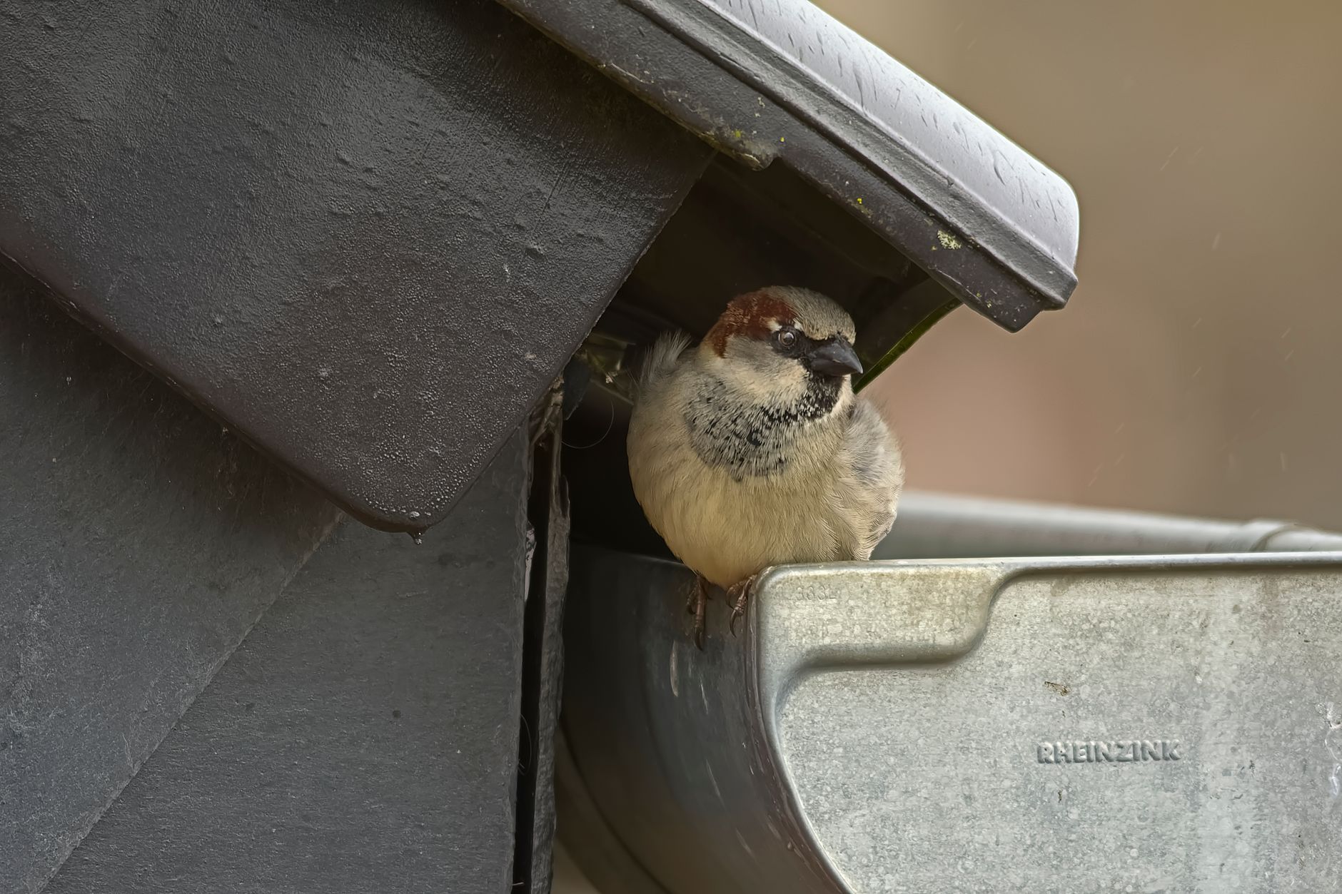 house sparrow nestled in rain gutter