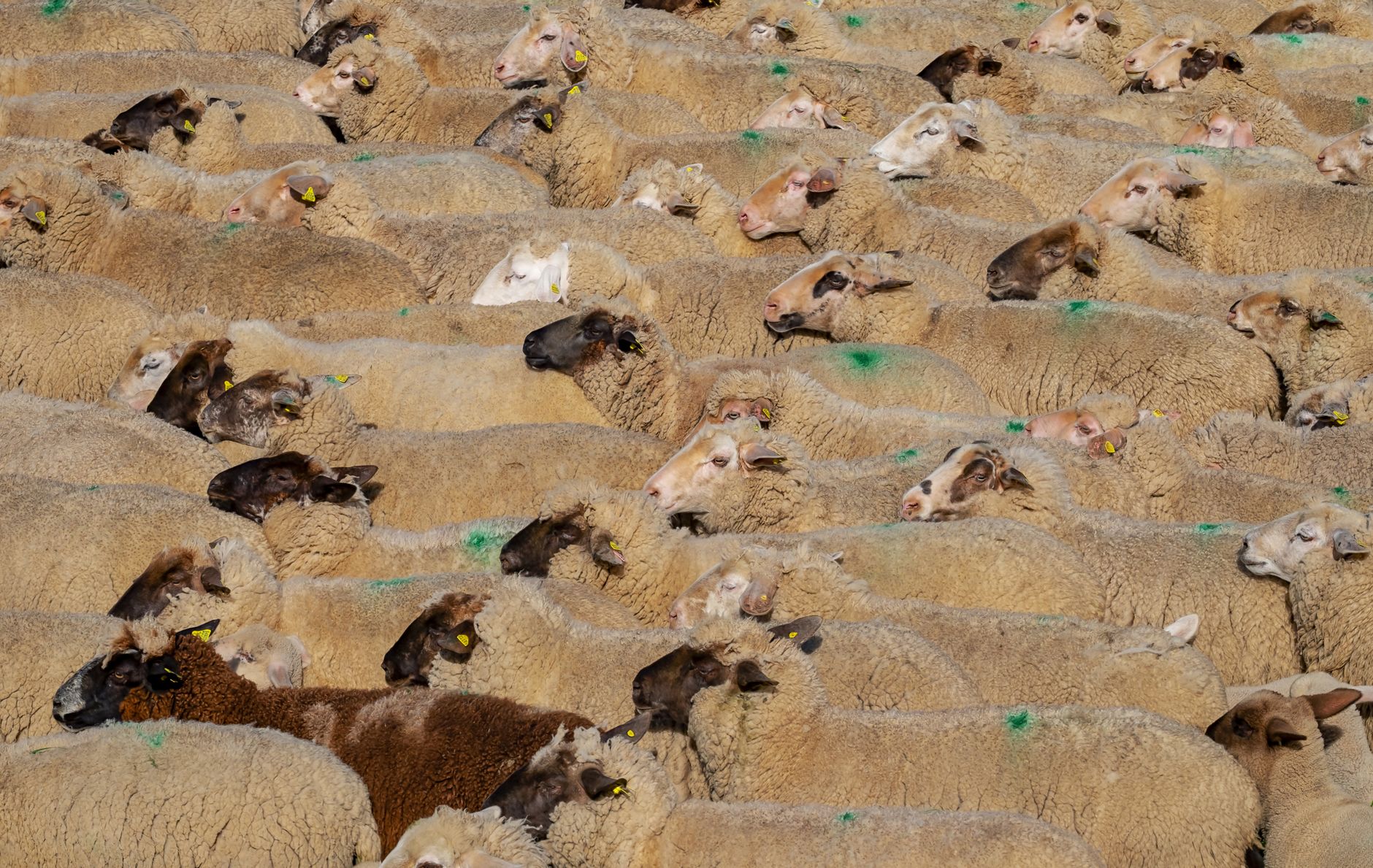 herd of sheep