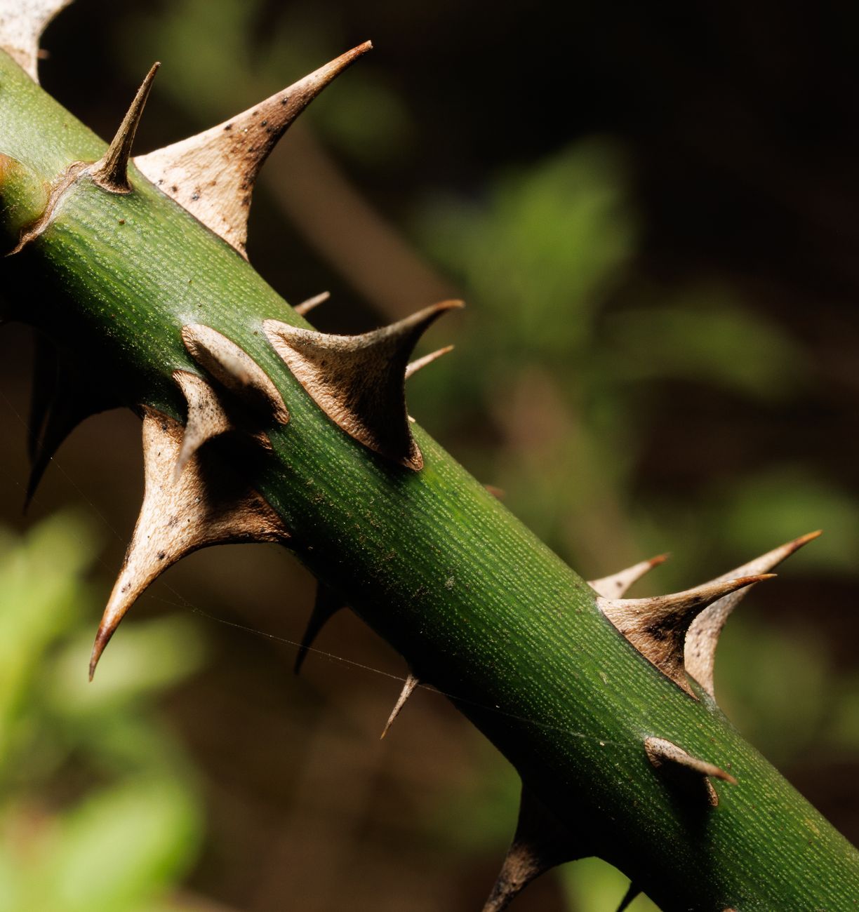 close up of thorny rose stem in natural setting