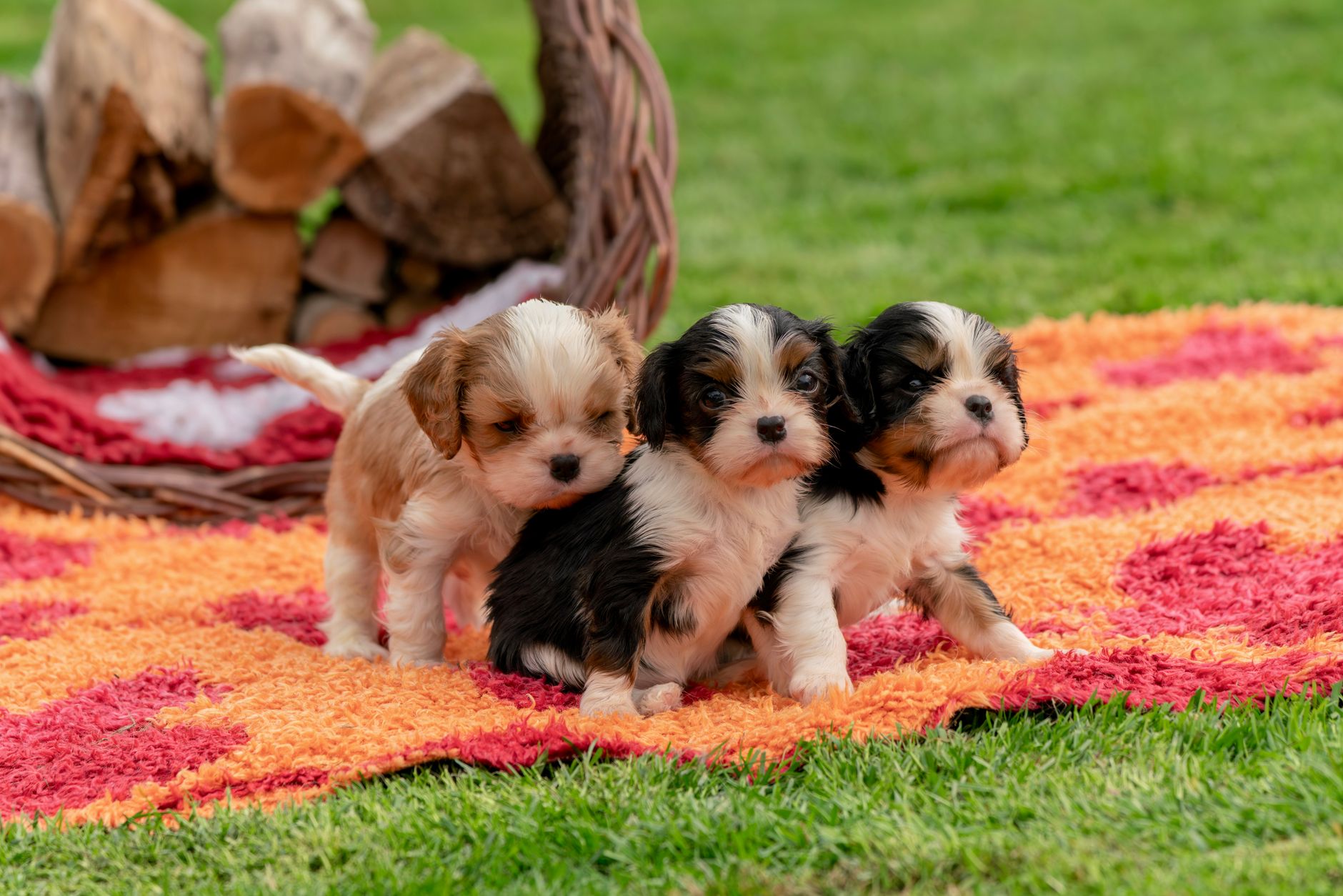 adorable puppies on colorful outdoor carpet