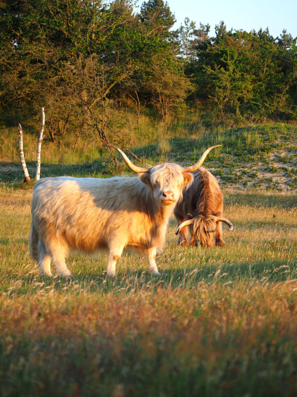 highland cattle and trees