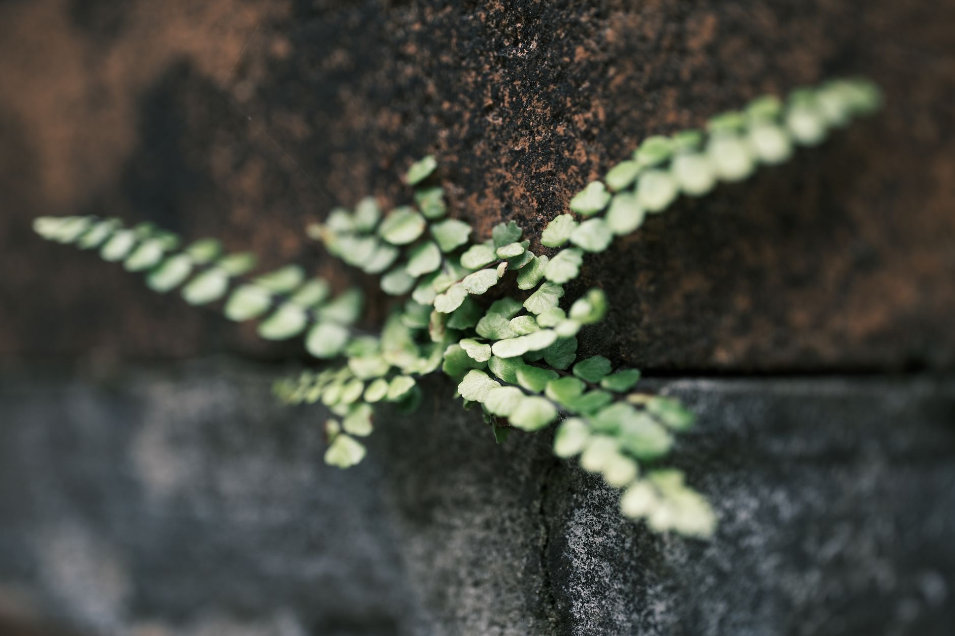 delicate fern emerging from rustic brick wall