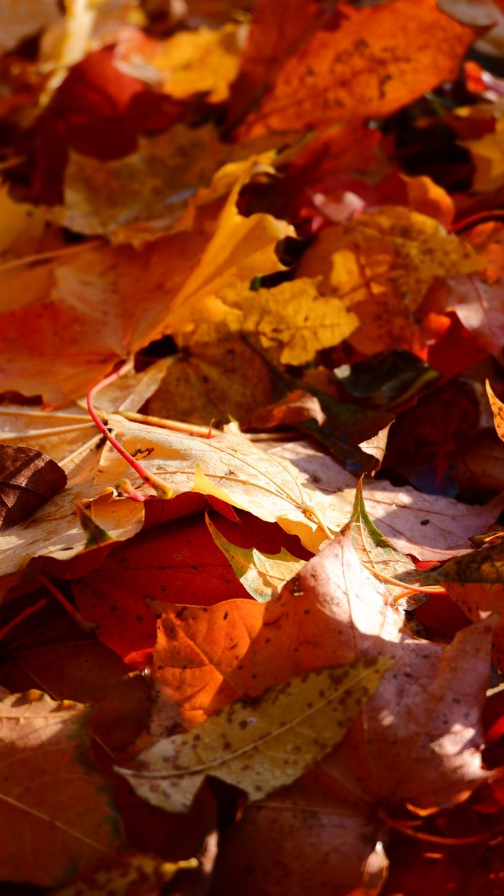 vibrant autumn leaves on forest ground