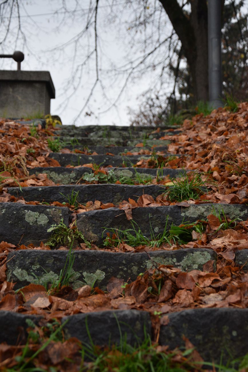 autumn leaves covering stone stairway outdoors