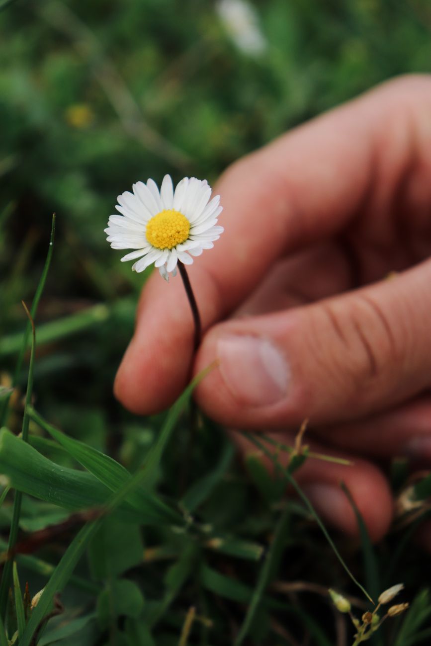close up of hand picking a daisy flower outdoors
