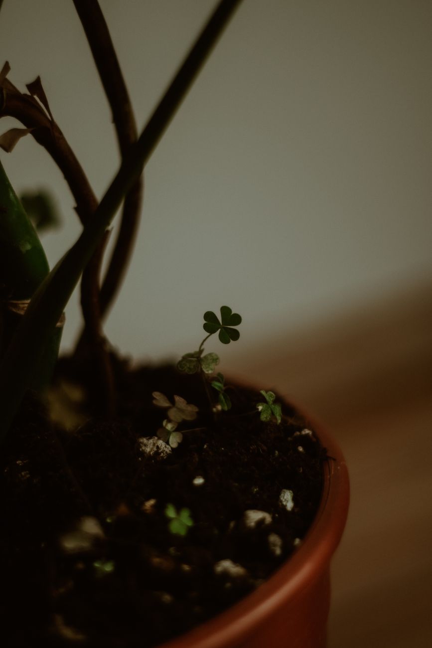 growth in plant pot