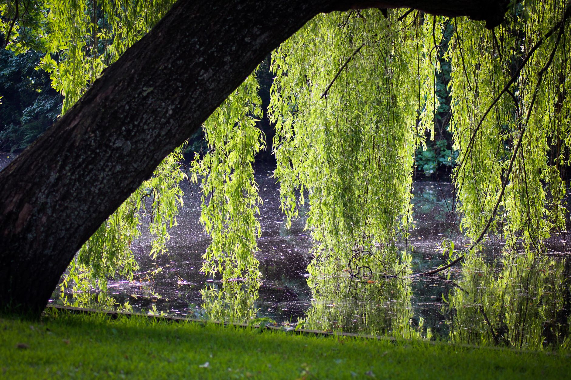 willow leaves touching lake