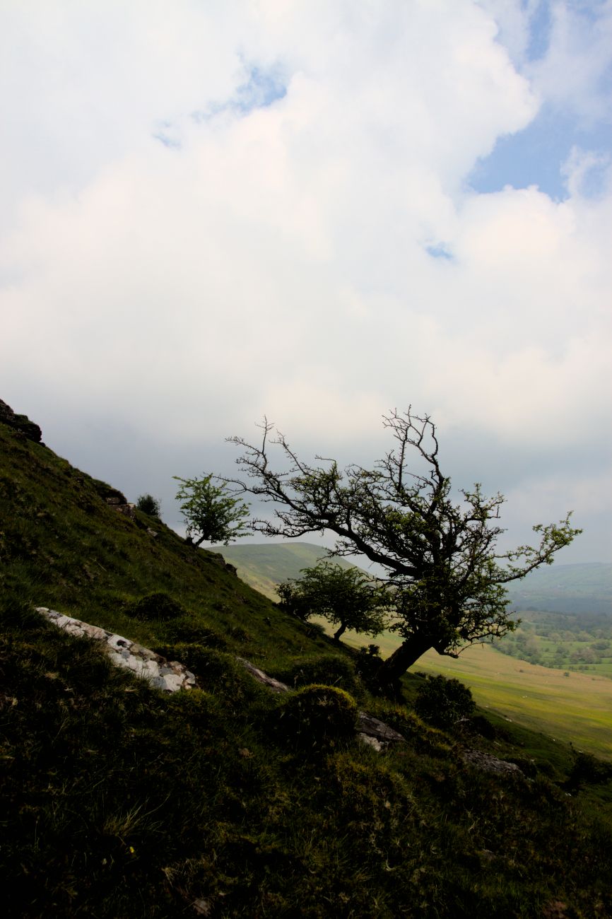 tree growing in mountains