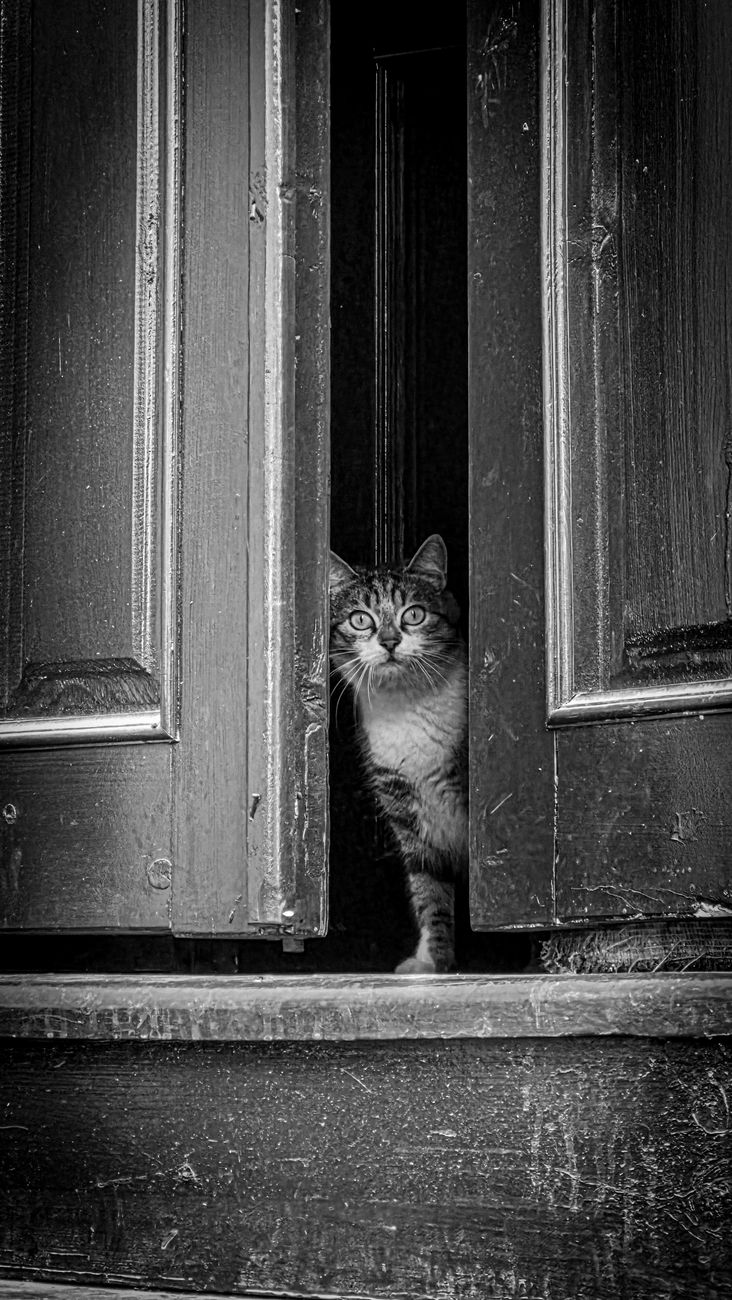 cat watching from a partially open door