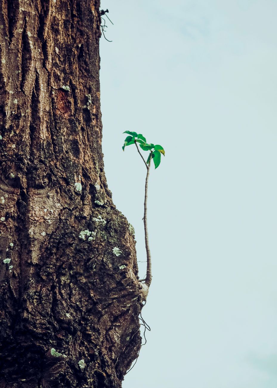 a plant on the tree trunk