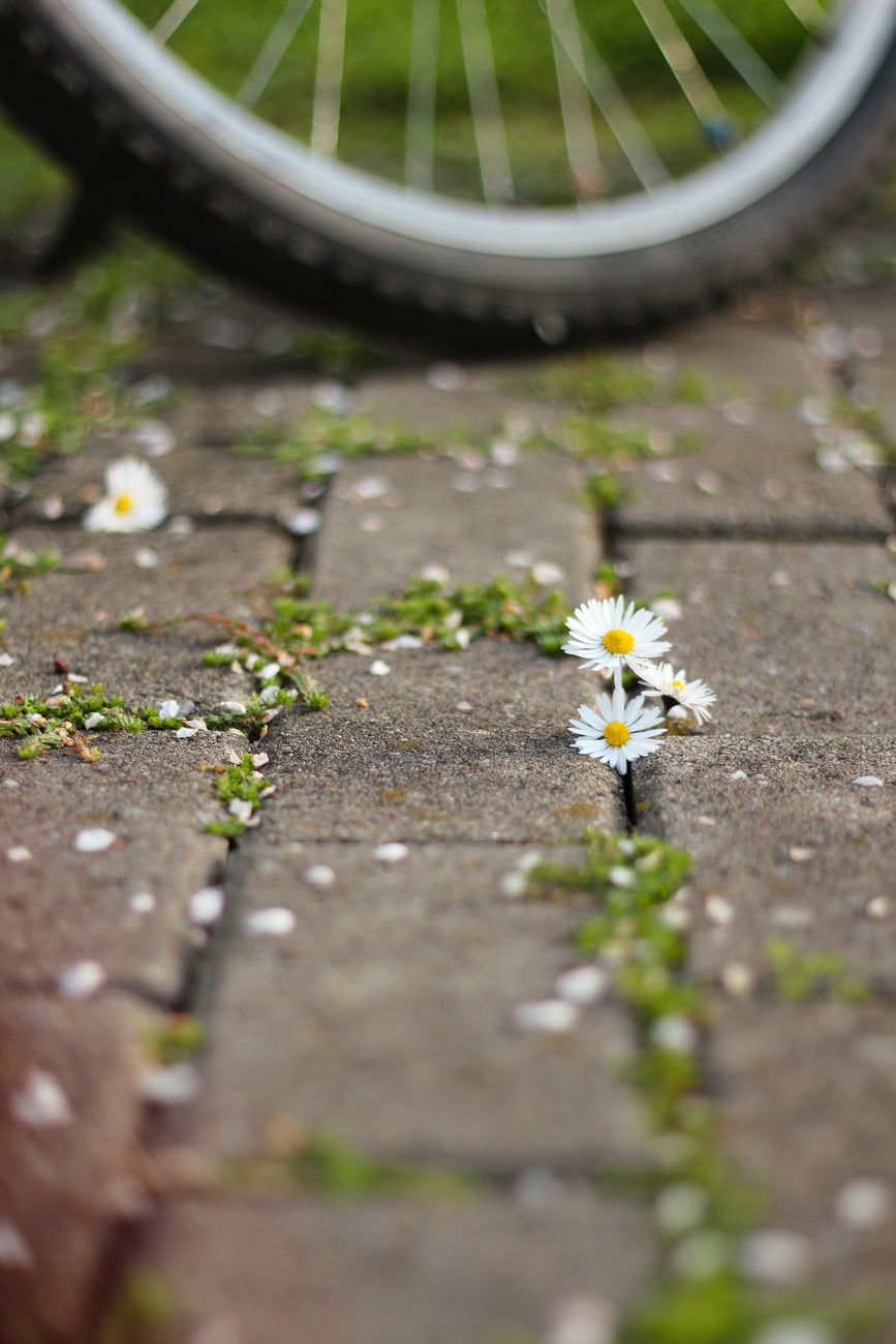 blooming chamomiles growing between tiles on pavement