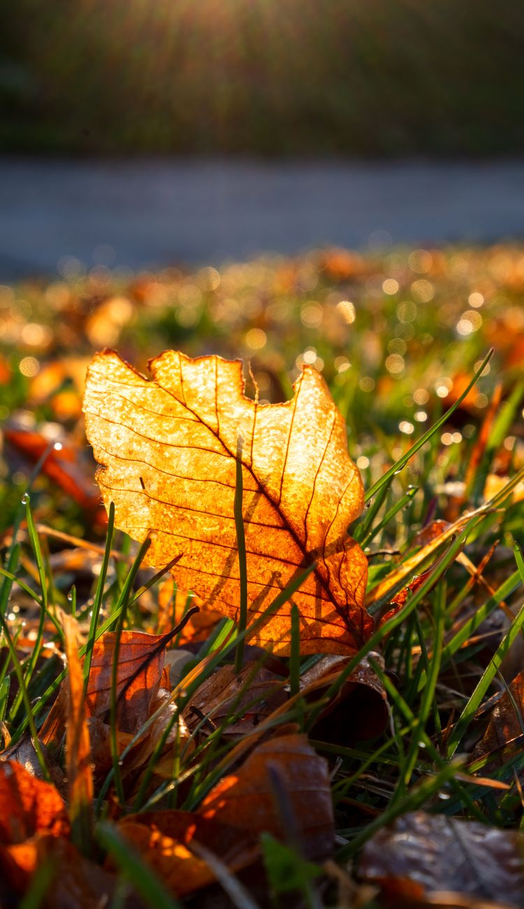autumn leaf lit by sunlight in slovenia