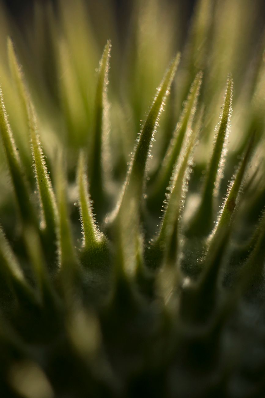 close up of green plant needles in sunlight