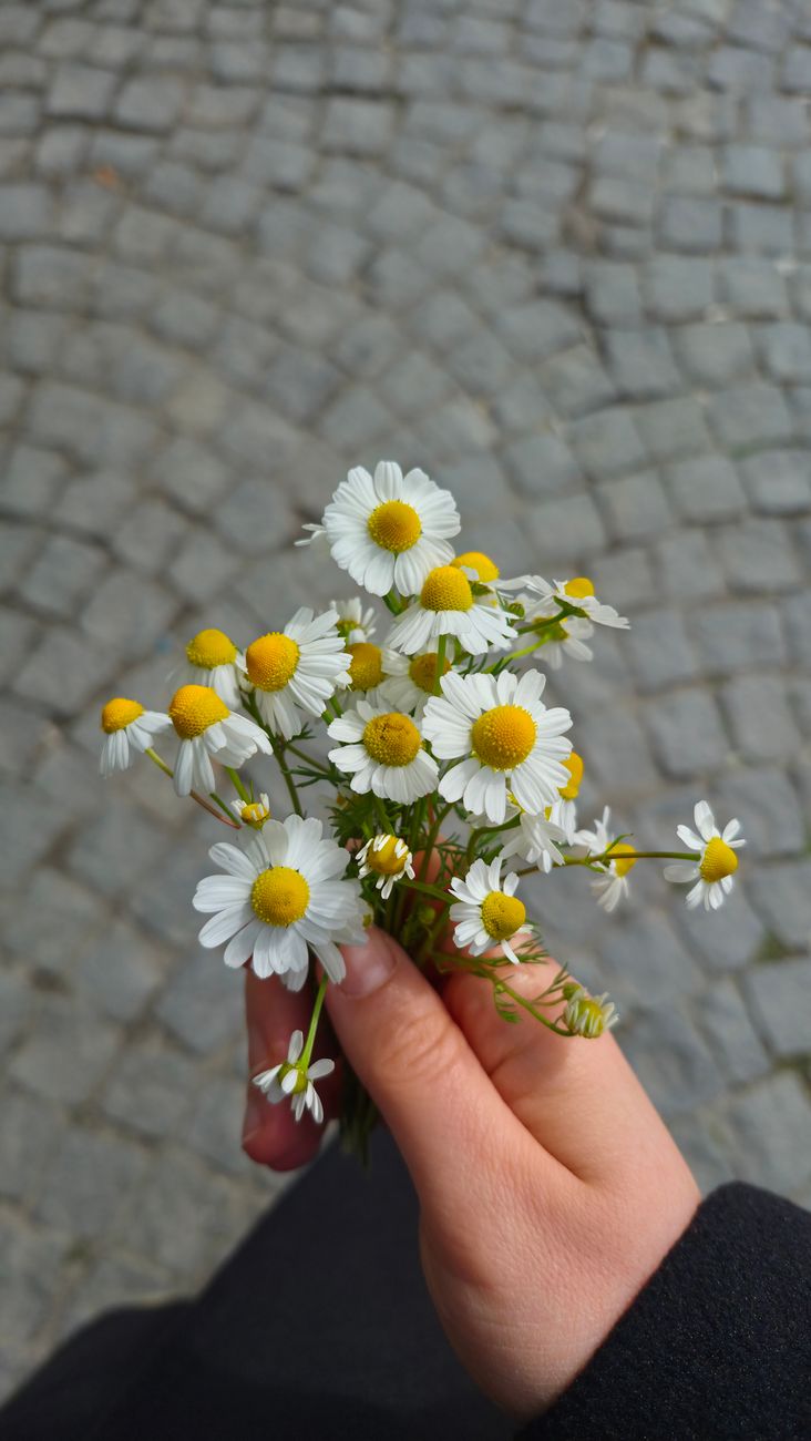 hand holding fresh chamomile flowers outdoors