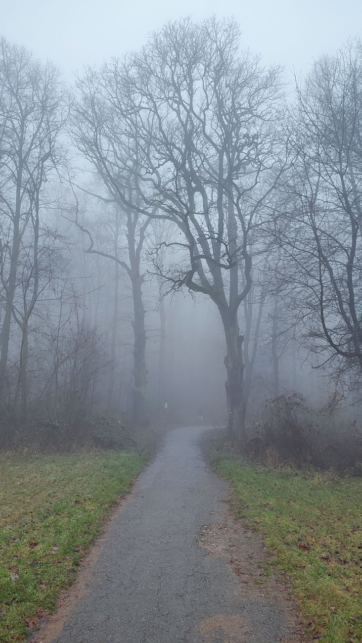 foggy forest path in winter morning