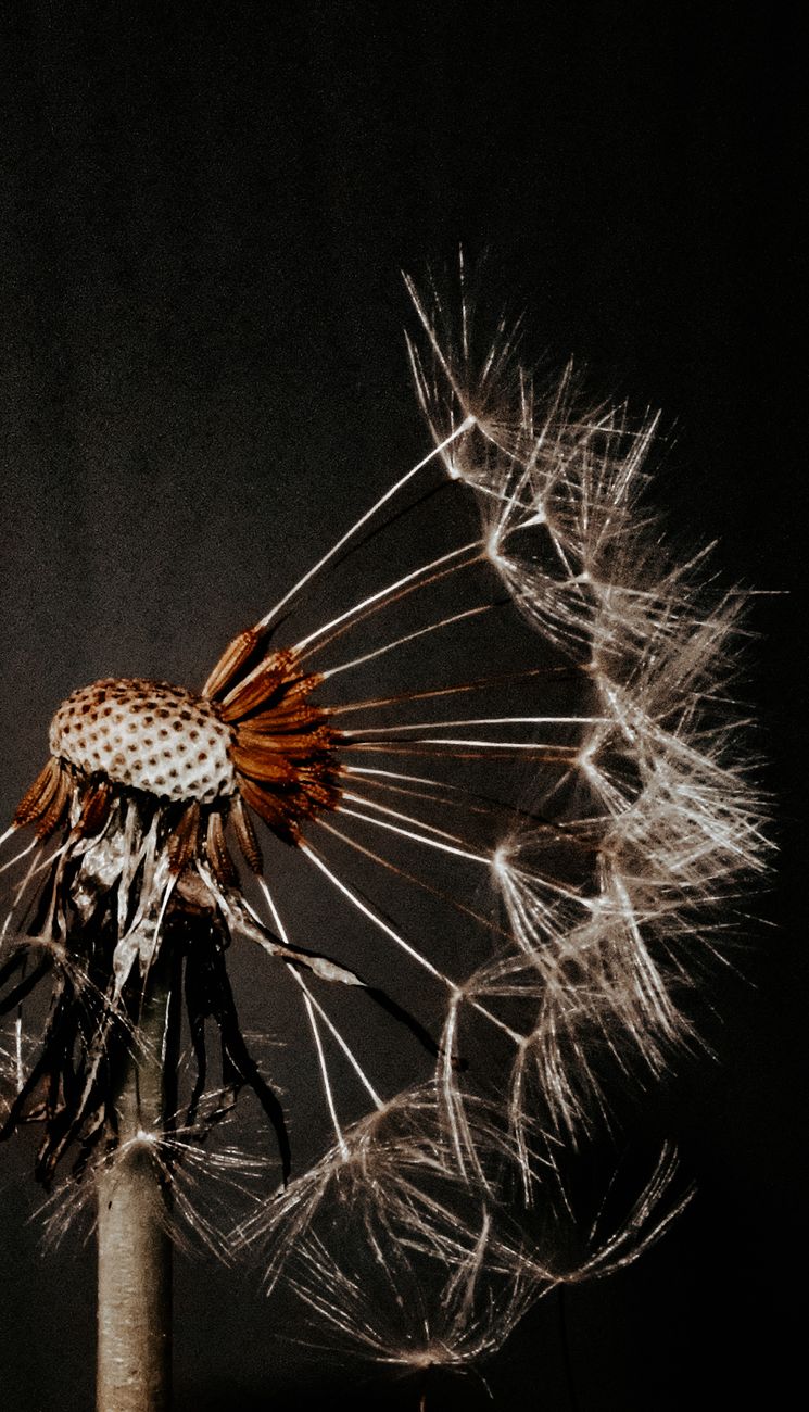 macro shot of a dandelion flower