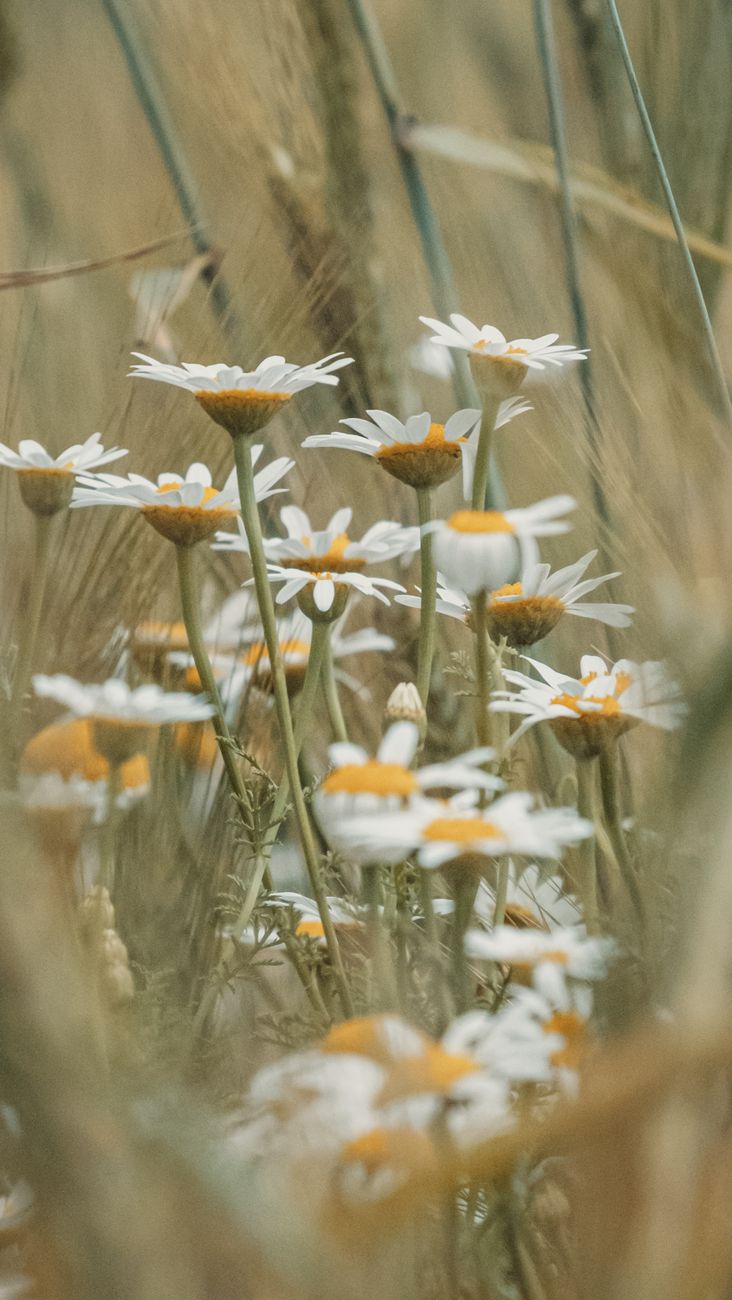 chamomiles in meadow