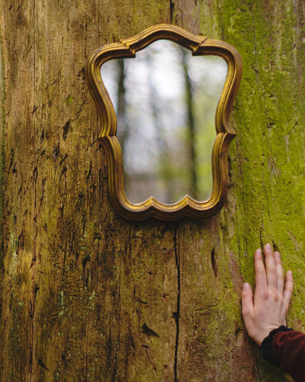mirror on tree
