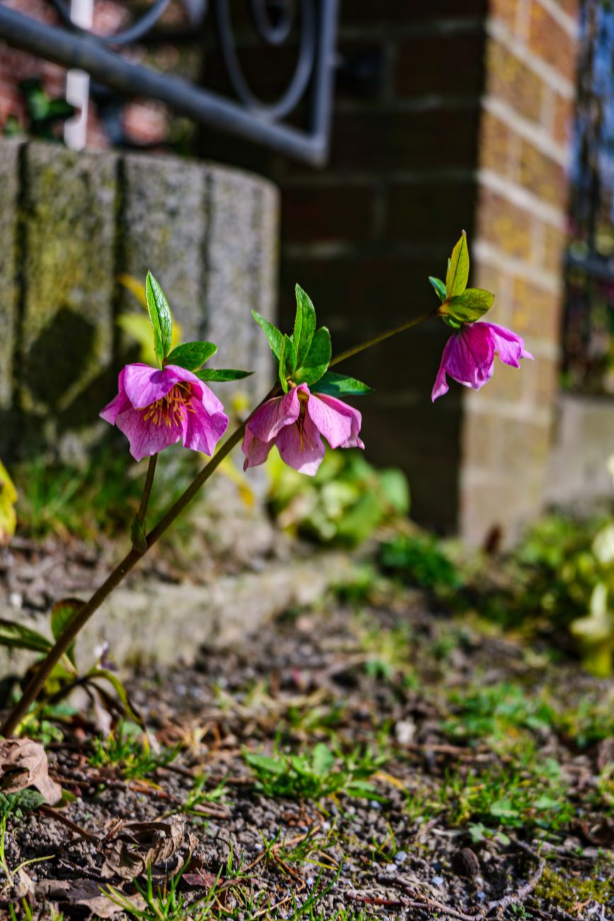 pink hellebore blooms in coesfeld garden