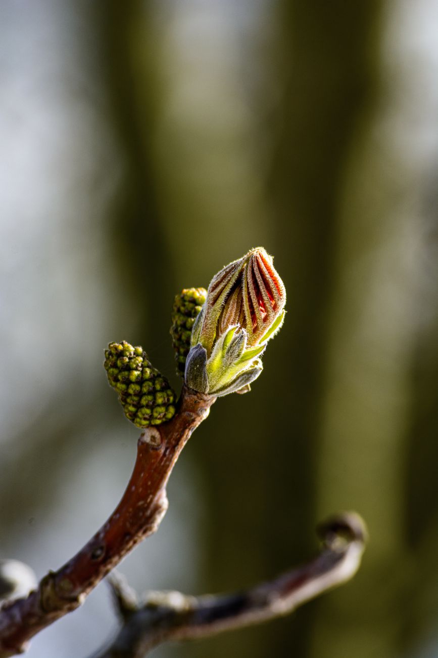 emerging bud on tree branch in spring