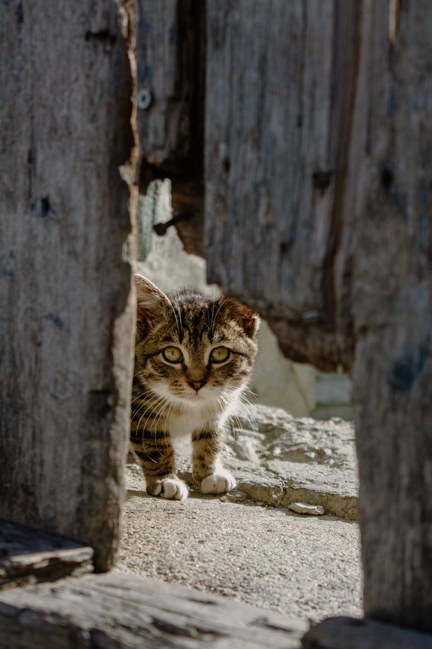 close up shot of a cute tabby cat