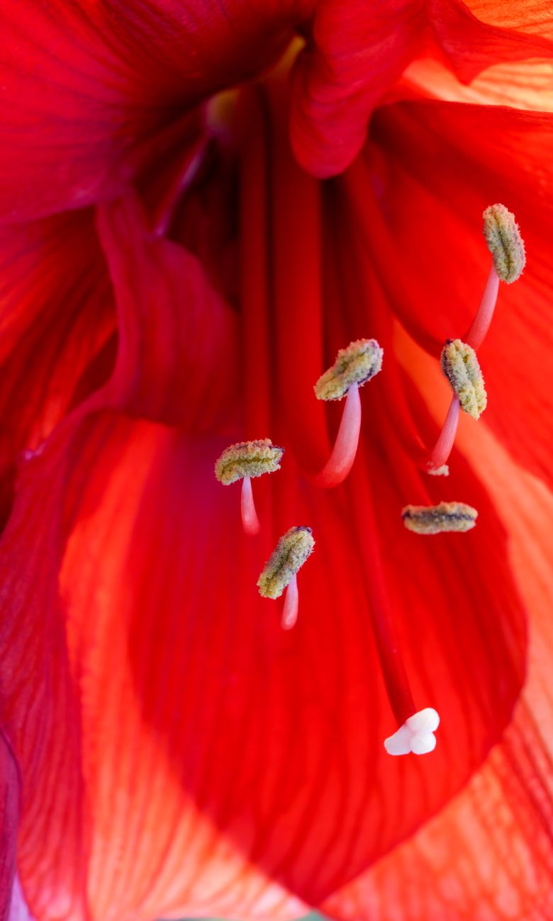 macro close up of vibrant red amaryllis flower