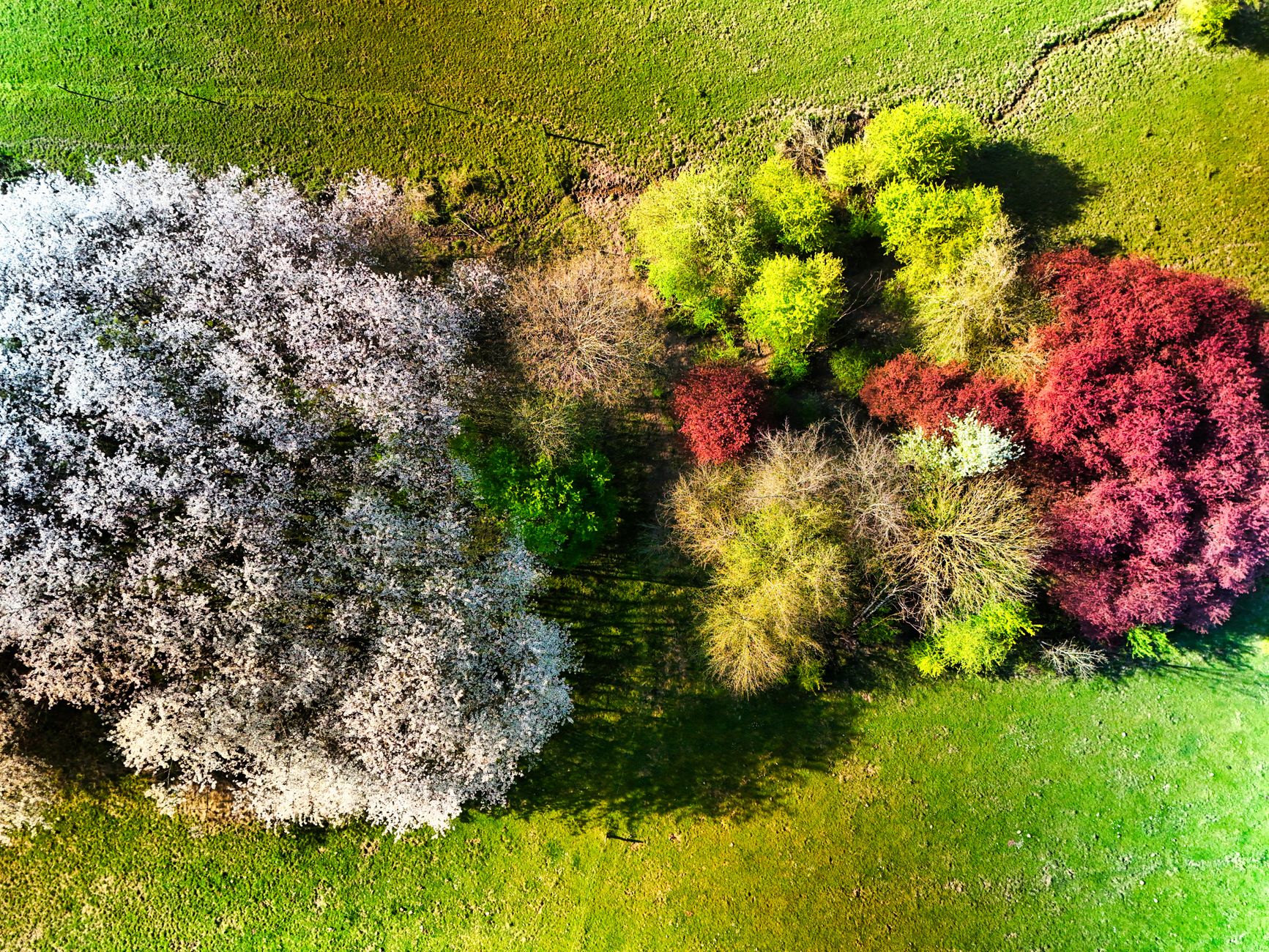aerial spring trees with vibrant colors