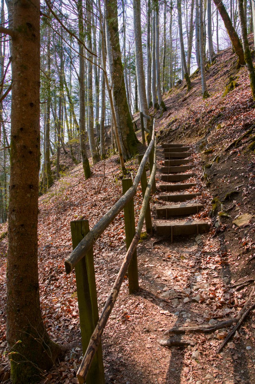 rustic forest path with wooden barrier in spring
