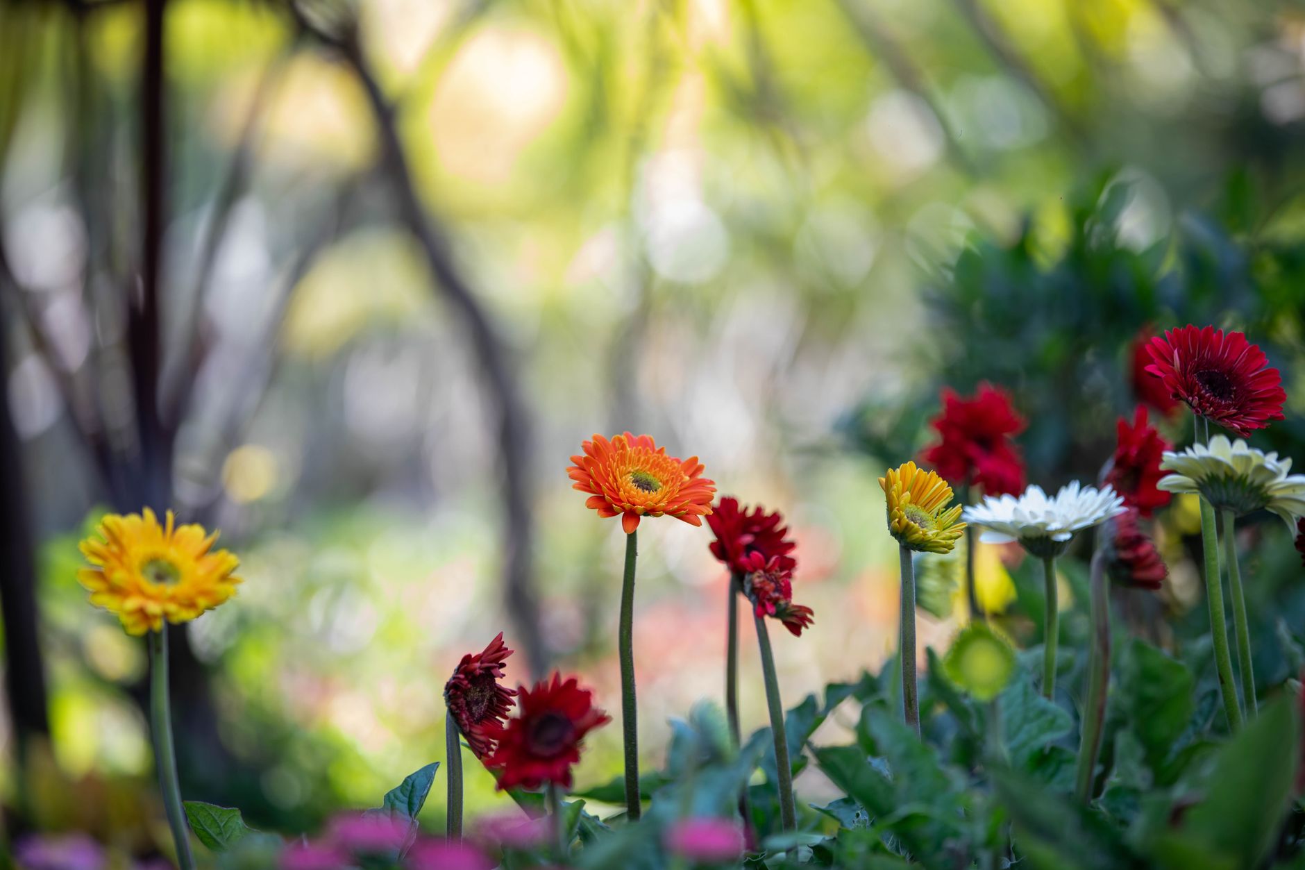 flowerbed in the woods