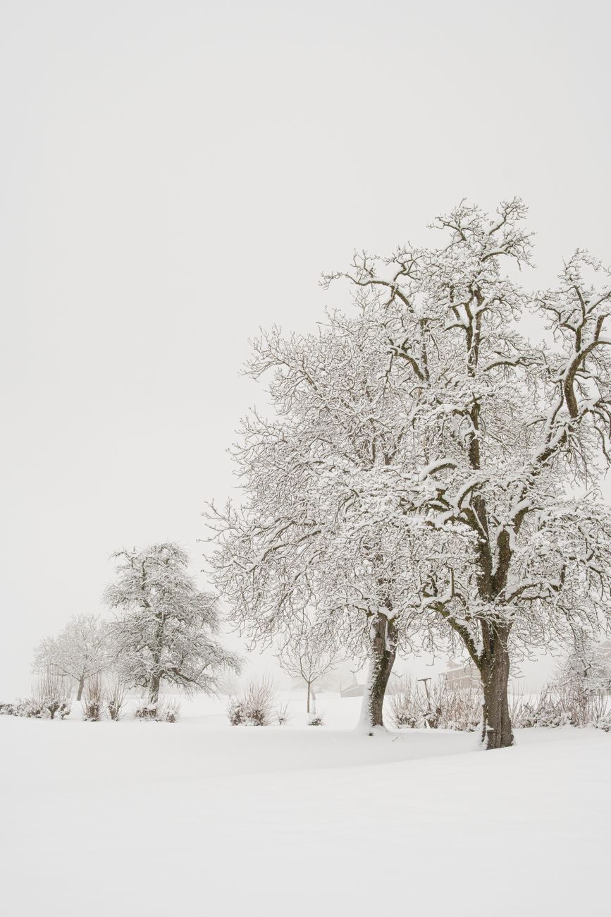 snow covered trees in serene winter landscape