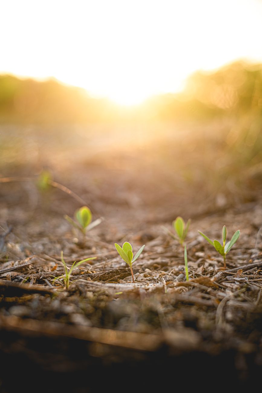 sprouts on the soil