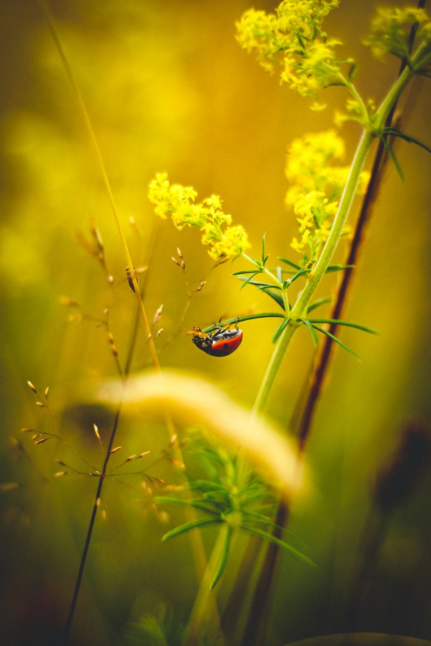 macro shot of a ladybug on a flower
