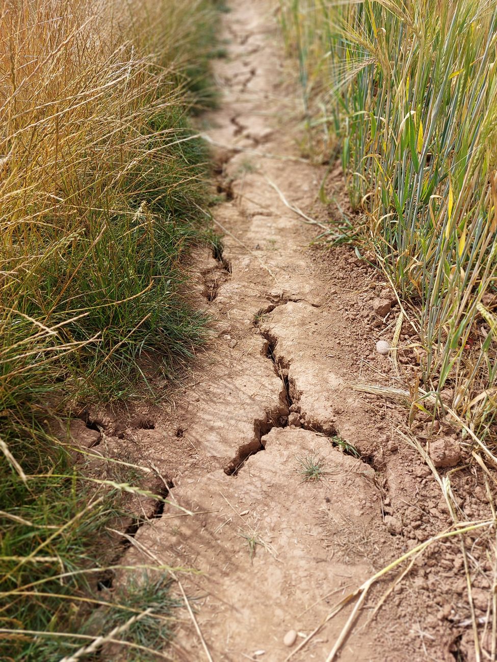 a dry ground with cracks